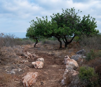 נופי גליל בסינגל כברי. צילום: אילן שחם