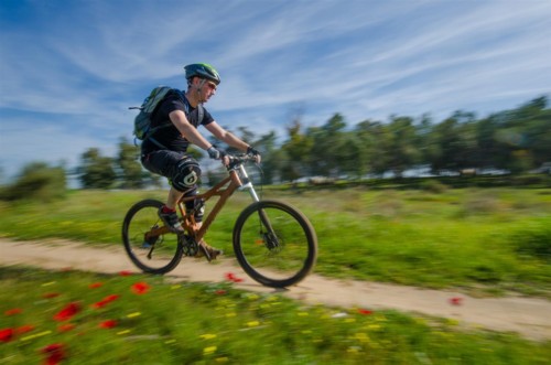 חרציות צהובות מוסיפות צבע. צילום: אילן שחם, ארכיון הצילומים של קק"ל