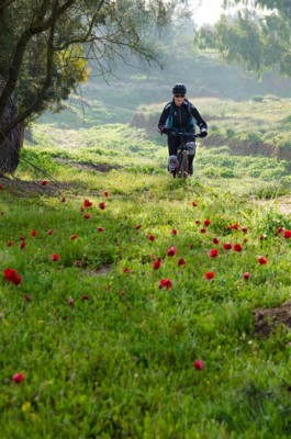 ערפילי בוקר מעל פריחה. צילום: אילן שחם, ארכיון הצילומים של קק"ל