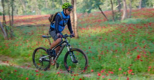 גם כשעומדים לא רואים את קצה הכלניות. צילום: אילן שחם, ארכיון הצילומים של קק"ל