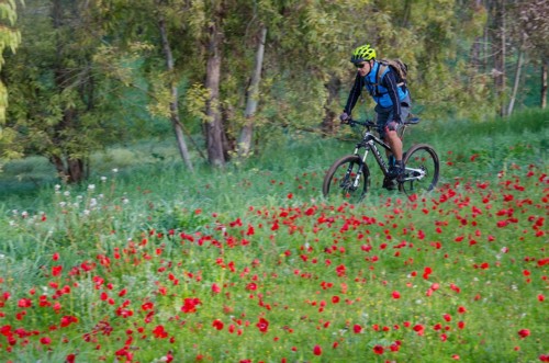 רכיבה בין אדום לירוק. צילום: אילן שחם, ארכיון הצילומים של קק"ל
