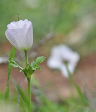 פריחה מטריפה לאורך המסלול.  צילום: אילן שחם, ארכיון הצילומים של קק"ל