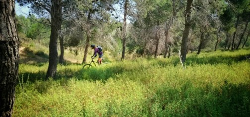 סינגל גברעם.  צילום: אילון שגיא
