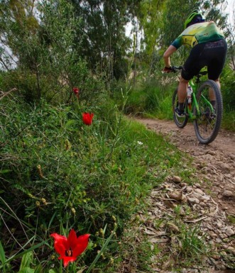 סינגל גברעם.  צילום: אילן שחם