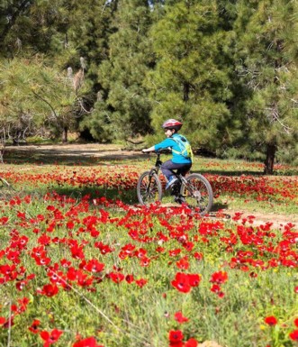 סינגל בארי.  צילום: יואב לביא