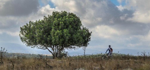 שביל קנים.  צילום: אילן שחם, ארכיון הצילומים של קק"ל