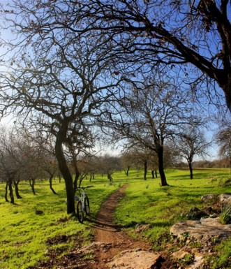 סינגל אלון הגליל.  צילום: יואב לביא