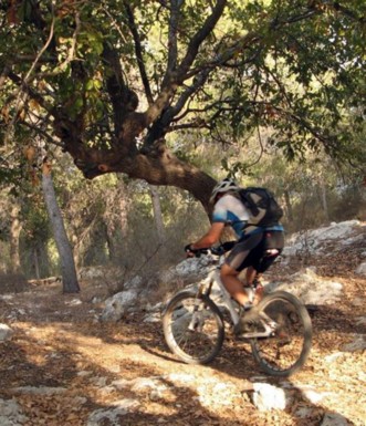 סינגל אלון הגליל.  צילום: אורית ברנע