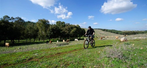 סינגל גבעת אלה.  צילום: רונן גולן