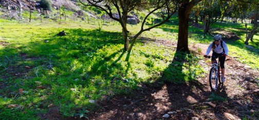 סינגל גבעת אלה.  צילום: רונן גולן