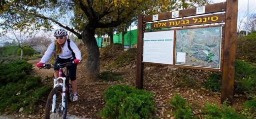 סינגל גבעת אלה.  צילום: רונן גולן