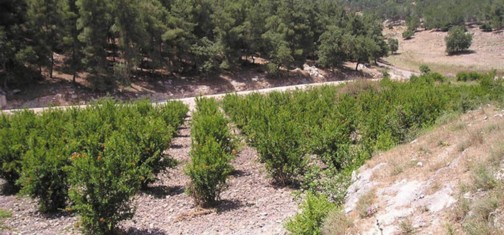 סינגל שמשית.  צילום: ארכיון הצילומים קק"ל