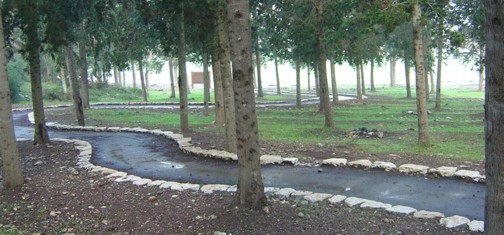 סינגל שמשית.  צילום: ארכיון הצילומים קק"ל