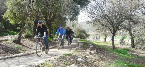 סינגל שמשית.  צילום: ארכיון הצילומים קק"ל