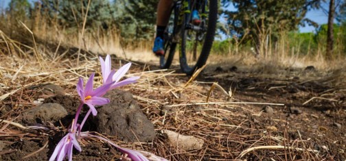 רוכבים בסינגל קצרין.  צילום: אילן שחם, ארכיון הצילומים של קק"ל