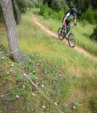 בעונה יש כאן מרבדי פריחה משגעים.  צילום: אילן שחם, ארכיון הצילומים של קק"ל