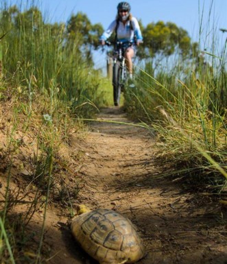 ביקור בסינגל ניר משה הוא צב השעה..  צילום: אילן שחם, ארכיון הצילומים של קק"ל