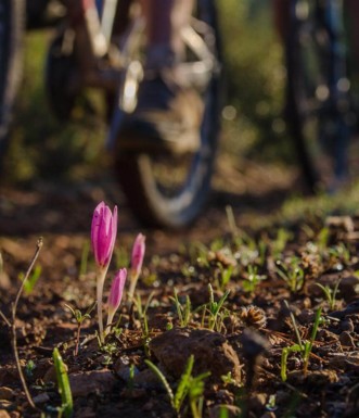 סינגל עין רפה. צילום: אילן שחם, ארכיון הצילומים של קק"ל