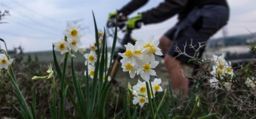 צילום: אילן שחם, ארכיון הצילומים של קק"ל