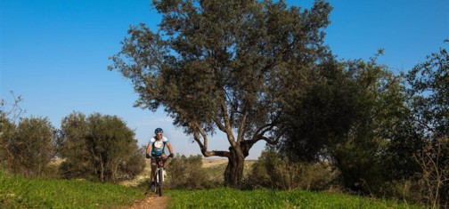 צילום: אילן שחם, ארכיון הצילומים של קק"ל