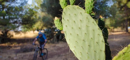 צילם: אילן שחם