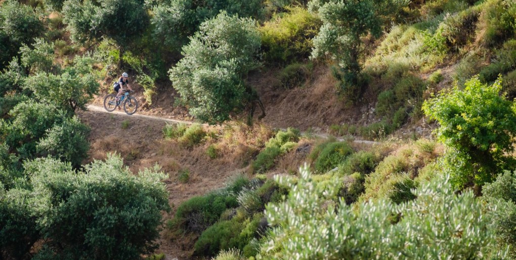 מסלול יער ביריה. צילום: אילן שחם