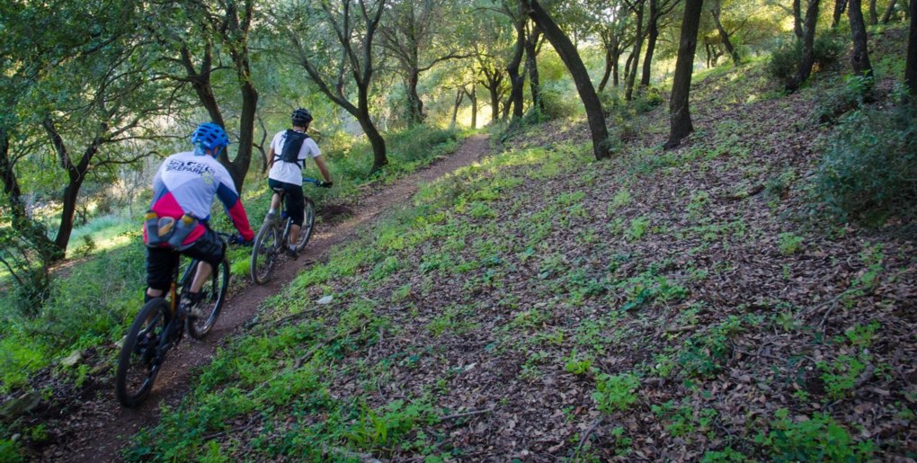 סינגל כפר החורש - יפיע. צילם: אילן שחם, ארכיון הצילומים של קק"ל