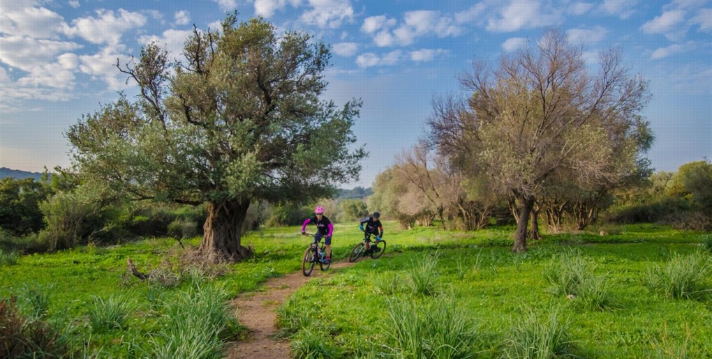 סינגל מצובה. צילם: אילן שחם, ארכיון הצילומים של קק"ל