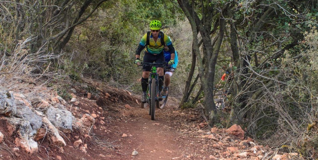 סינגל כפר חנניה ענבר. צילם: אילן שחם, ארכיון הצילומים של קק"ל