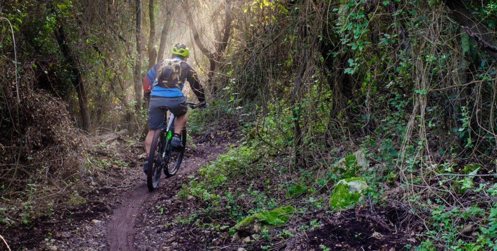 סינגל יער חוף הכרמל. צילם: אילן שחם, ארכיון הצילומים של קק"ל