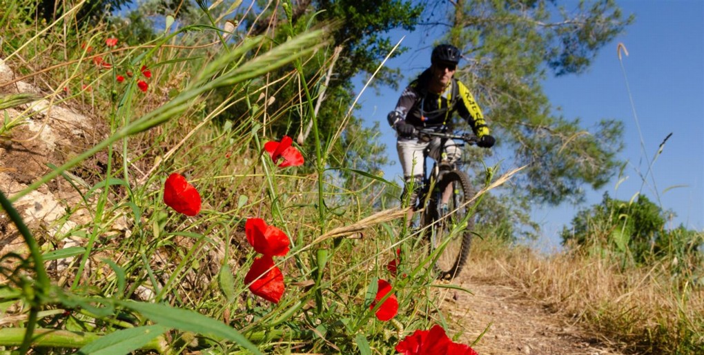 סינגל השלוחה. צילם: אילן שחם, ארכיון הצילומים של קק"ל
