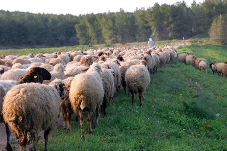 רעייה מבוקרת ביער יתיר.  צילום: נירה צדוק