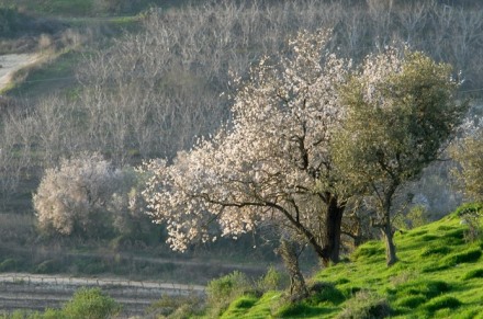 שקדיות בנפתלי. צילום: ארכיון הצילומים של קקל