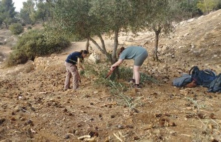עבודת שטח בסיירת יער. צילום: לביא גיאת