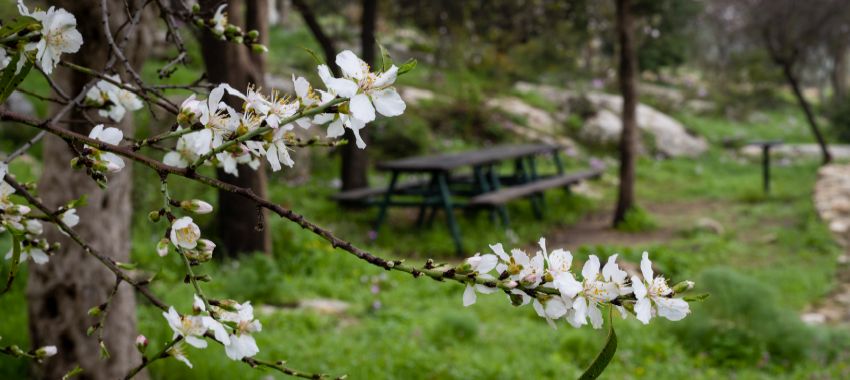 יער הקדושים. צילום: אילן שחם, ארכיון הצילומים של קקל