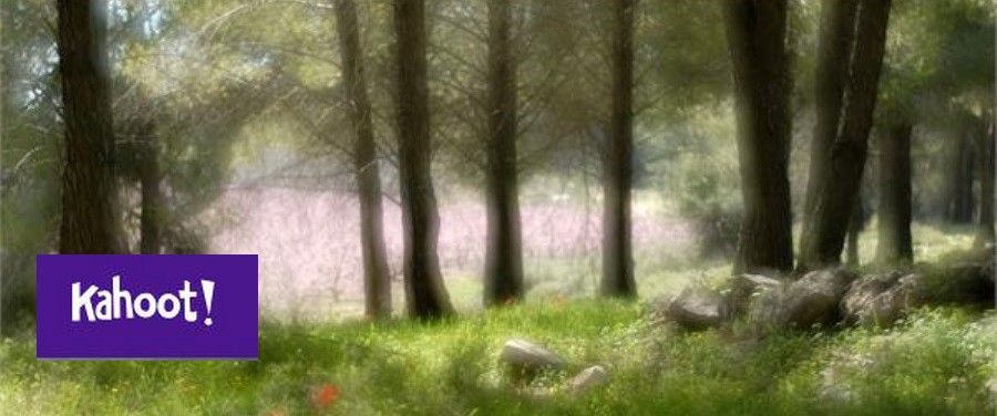 יער ברעם. צילום: אבי הירשפילד, ארכיון הצילומים של קקל