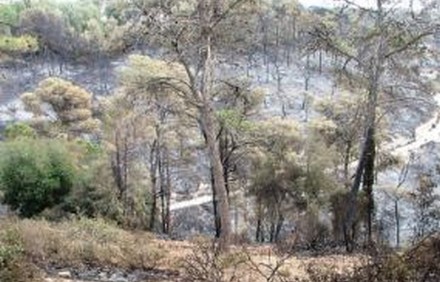 אחרי השריפה. עכשיו מתחילים לשקם. צילום: ויקימדיה

