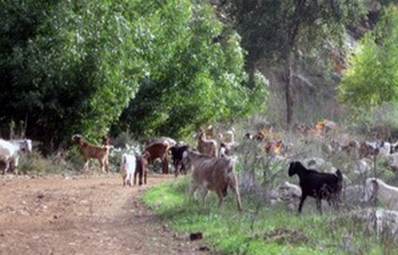 אזור חיץ ביער עמינדב. צילום: דוד אבלגון

