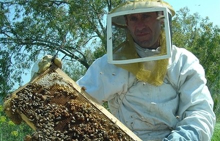כוורן בעמק יזרעאל. צילום: מיכאל חורי, ארכיון הצילומים של קקל
