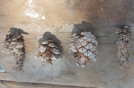 אצטרובלים אכולים