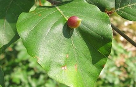 עפצים על עלה של עץ. צילום: pixabay