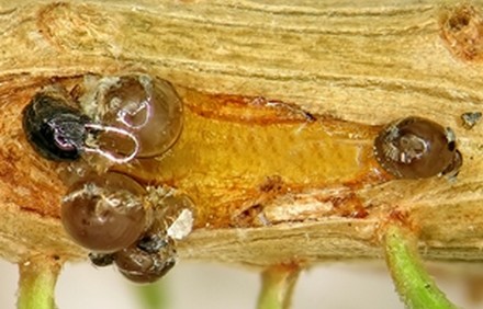 מצוקוקוס ארץ ישראלי. צילום: צבי מנדל, ארכיון הצילומים של קקל
