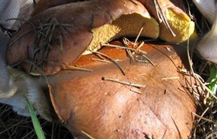 פטריית האורנייה. צילום: פנינה לבני, ארכיון הצילומים של קקל