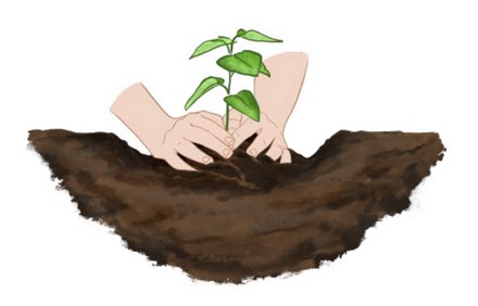 איור מתוך אחת הכרטיסיות של שלבי הנטיעה