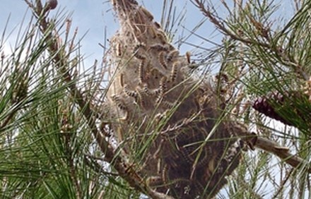 קן של תהלוכן האורן. צילום: ארכיון הצילומים של קקל