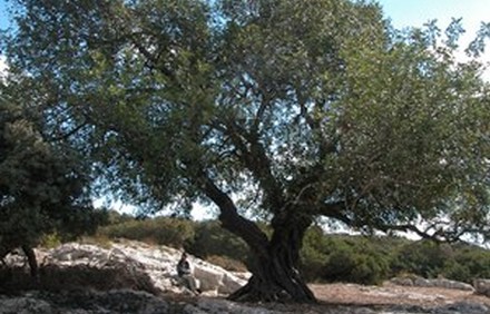 עץ חרוב. מניב פירות רק אחרי 70 שנה.
צילום: יעקב שקולניק, ארכיון הצילומים של קקל
