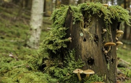 פטריות למרגלות גזע עץ. יחסי גומלין. צילום: pixabay