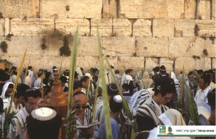 מדריכי קק''ל ביער ירושלים. צילום: אייל ברטוב מתוך ארכיון הצילומים של קק''ל