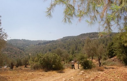 יער ירושלים. צילום: מלכה ברקאי, ארכיון הצילומים של קקל