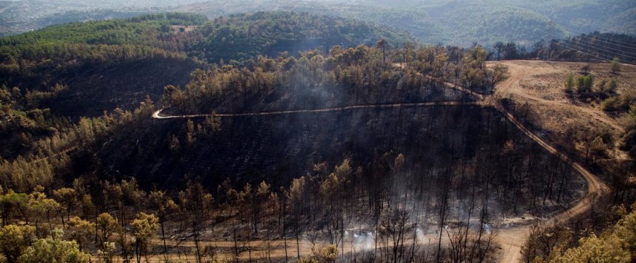 אחרי השריפה בכרמל. צילום אוויר: אלבטרוס, ארכיון הצילומים של קקל